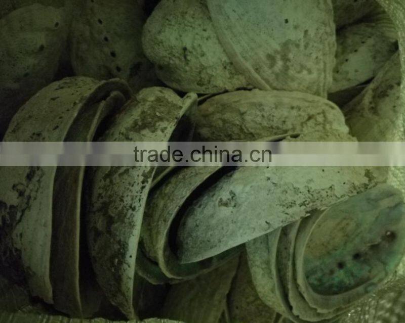 Green new zealand paua abalone shell raw material