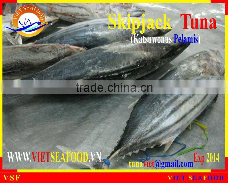 WHOLE ROUND FROZEN SKIPJACK TUNA
