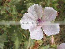 2014 Marshmallow flowers