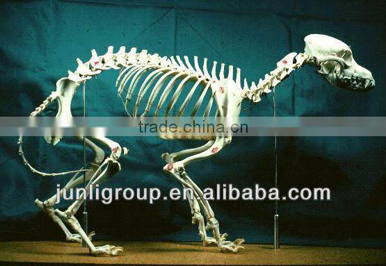 JLDF-G-0019 Life Size Museum Quality Dog Skeleton