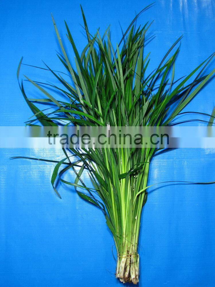 Most popular hot sale 2015 most realistic cut foliage