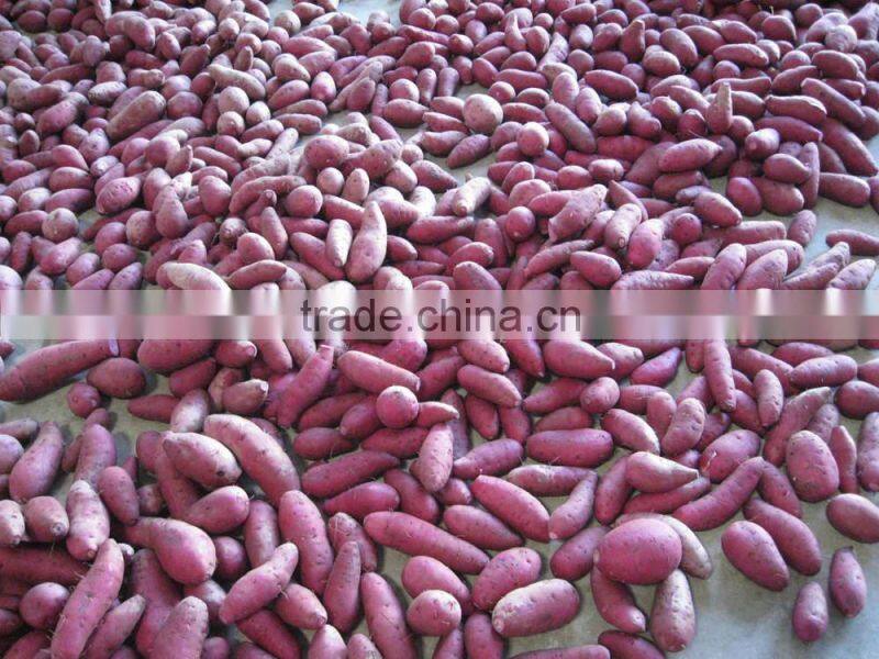 fresh sweet potato for sweet potato chips