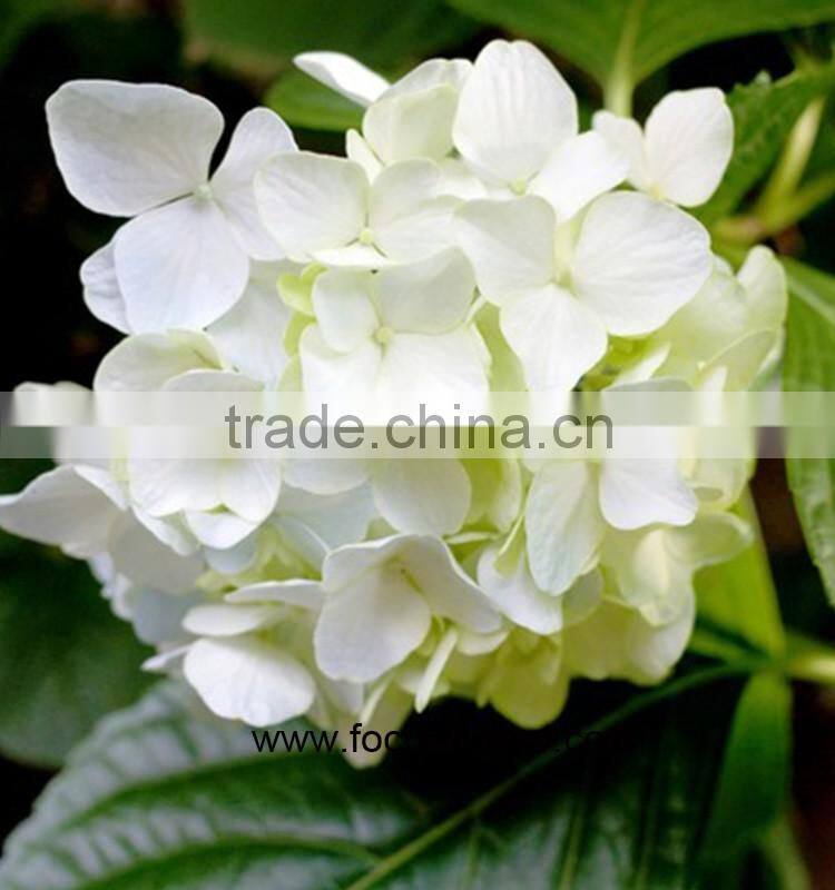 Sold Worldwide High Quality Hydrangea From China Wholesale