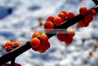 ISO Certificated Seabuckthorn Seed Oil Omega 7 Oil in Health and Medical Application