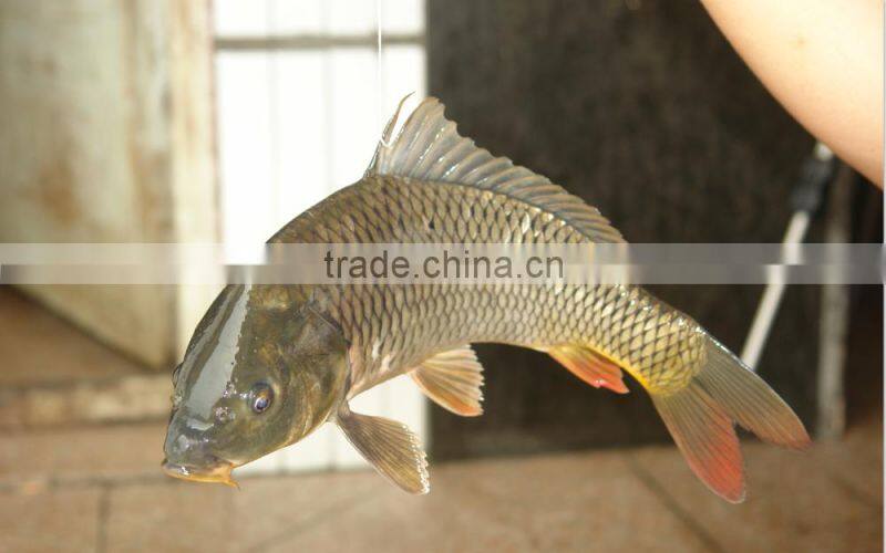 Chinese taste family use seafood condiment,spicy seasoning for fish