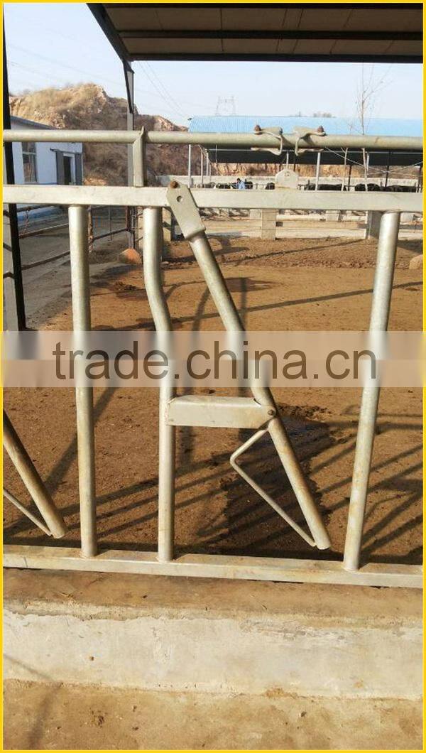 cow head-lock for dairy farm