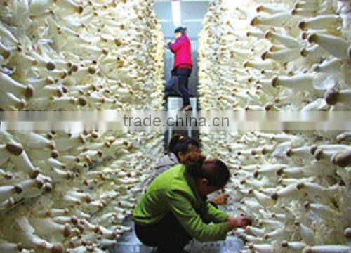 Fresh raw mushroom/Pleurotus eryngii best price