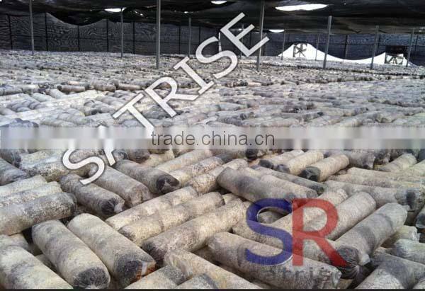 Hot sale from China professional manufacturer shiitake mushroom log