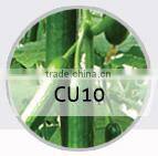 E08 Shengyuan No.2 f1 hybrid black eggplant seeds, 700 to 850grams in weight, round shape