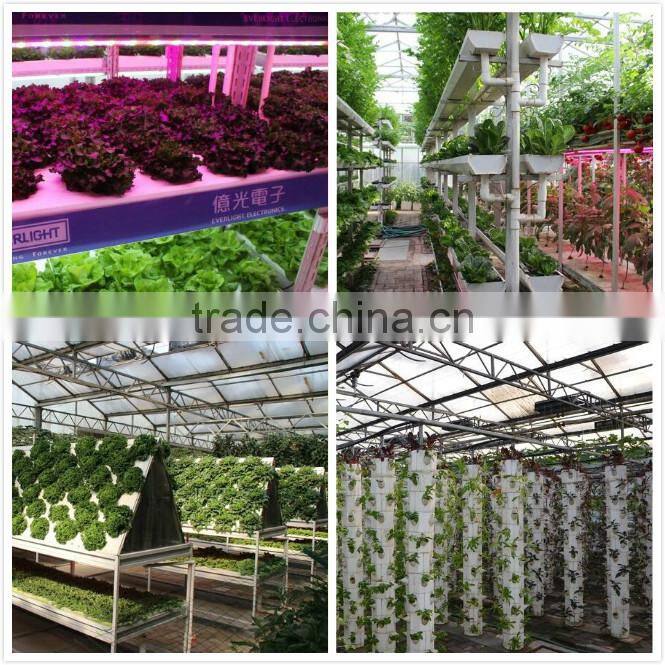 Early maturity cabbage seeds ZHONG GAN No.828(F1)