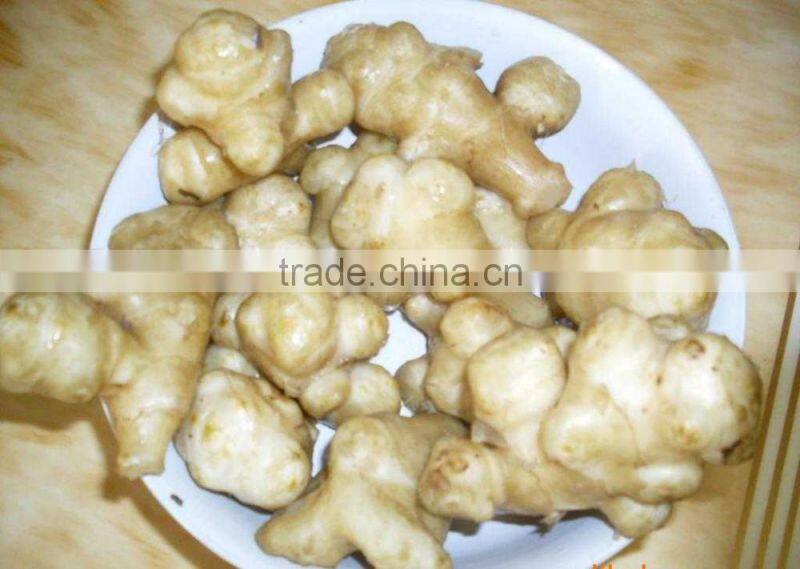 Continuous type Jerusalem artichoke puree/mash blanching machine