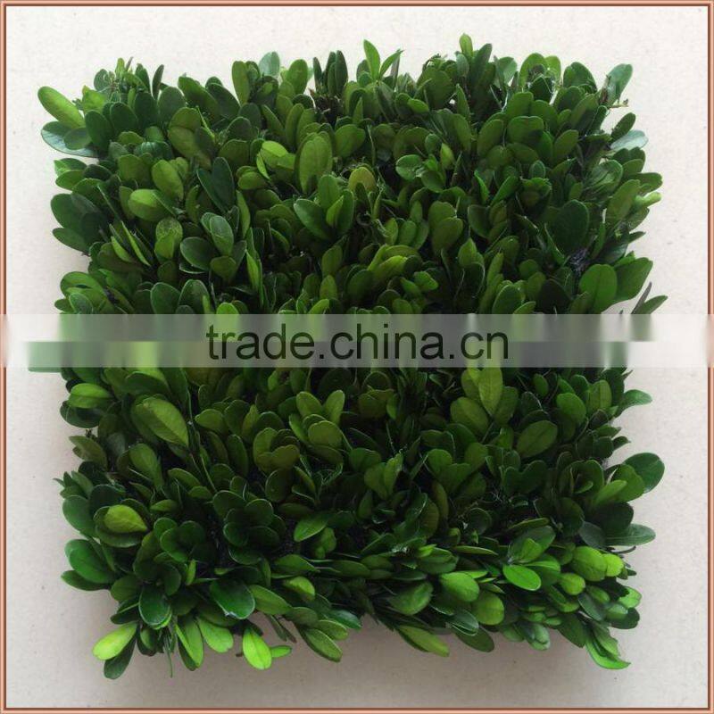 New design square preserved boxwood and cypress