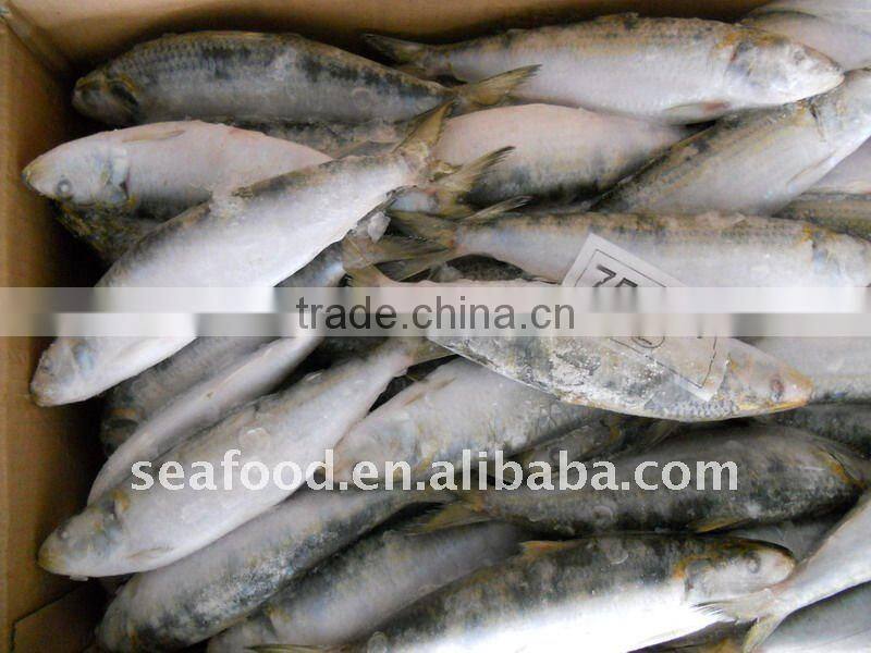 frozen whole sardines