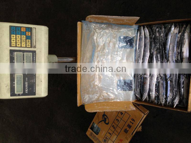 W/R Frozen pacific Saury