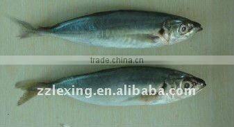 Frozen horse mackerel fish