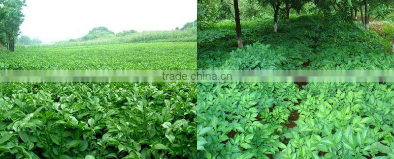 Natural Konjac Powder for Diet Drinks