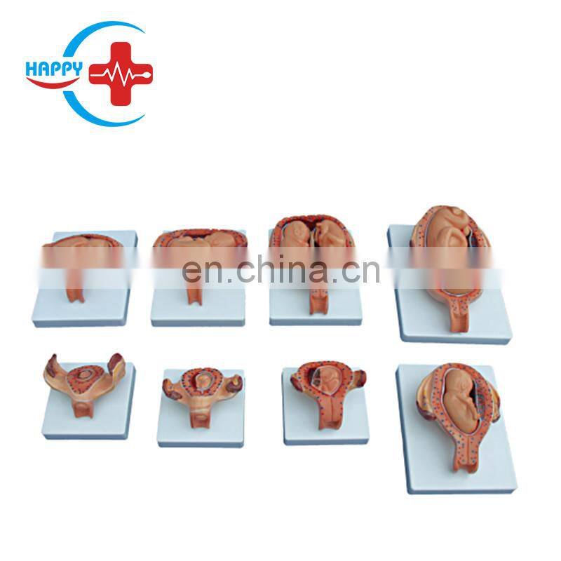 HC-S344 Obstetrics human embryo fetus gestation period demonstration model