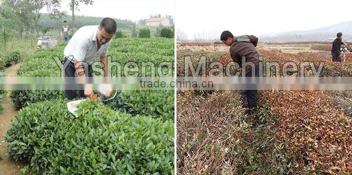 Garden Tools Gasoline Tea Leaf Trimmer