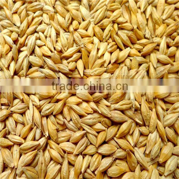 Australia barley for food beer feed cheap