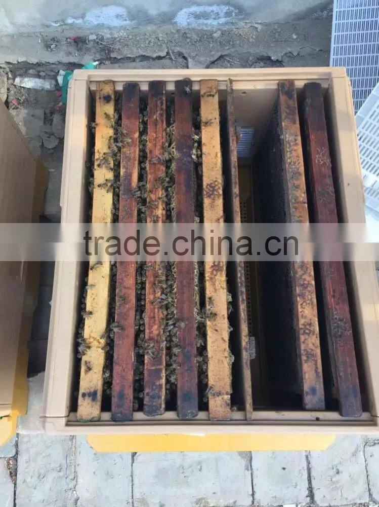 long service life bee hive apiary