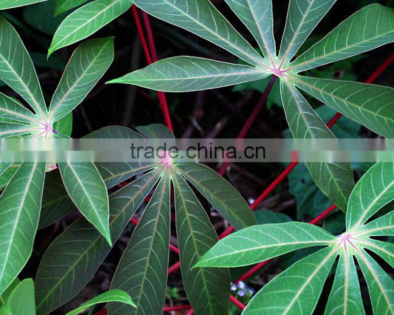 Cassava Leaf Grade A from Vietnam