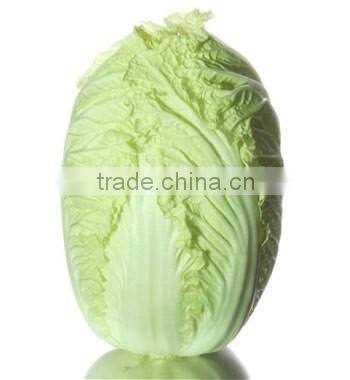 CHINESE FRESH GREEN CABBAGE FLAT TYPE LONG SHAPE