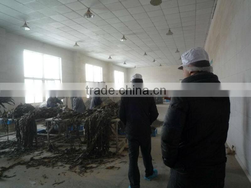 2014 Naturally sun dried and thermal dried cut sea kelp