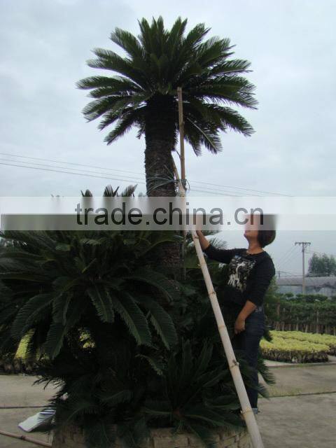 outdoor indoor decorative ornamental bonsai plants of Cycas revoluta