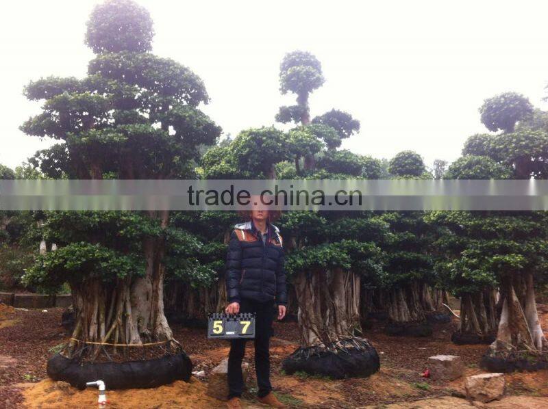 wool trees