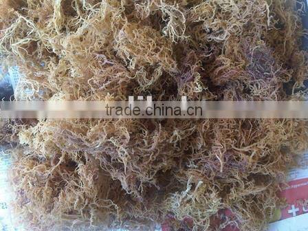 Euchema Spinosum ,Cottoni, Gracilaria Seaweeds