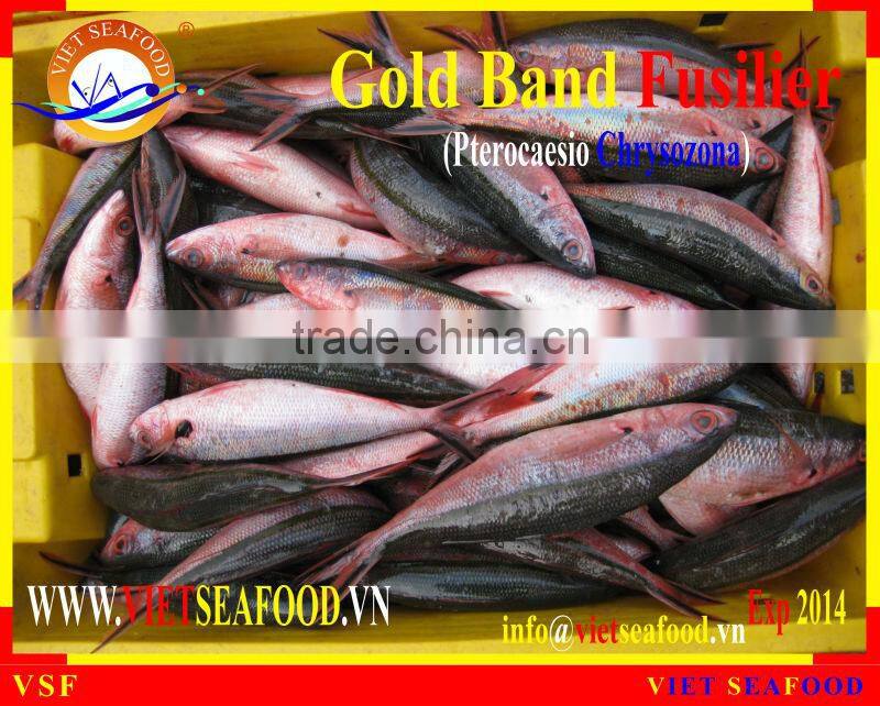 FROZEN W/R GOLD BAND FUSILIER