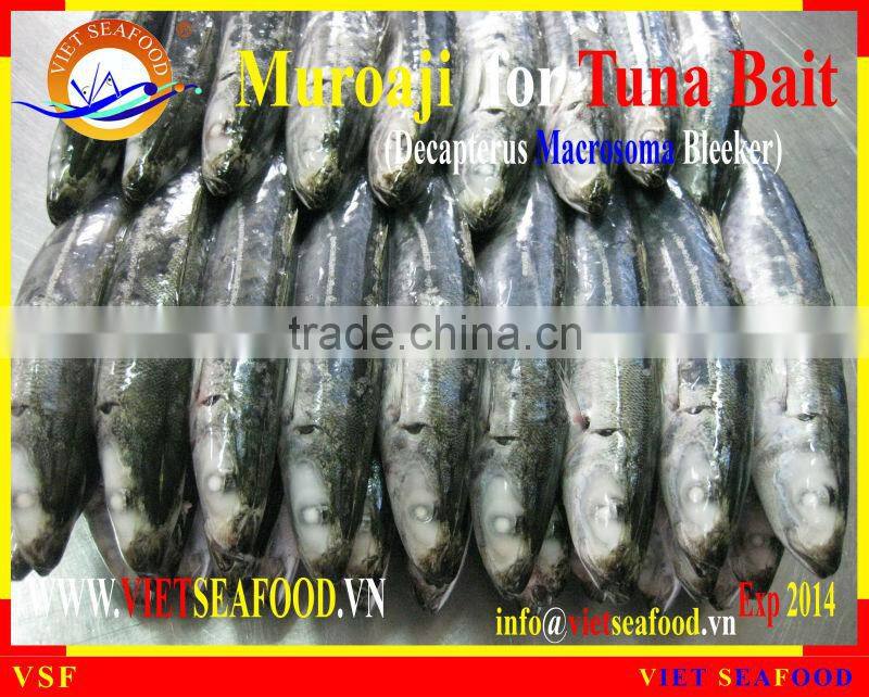 FROZEN MUROAJI FOR TUNA BAIT