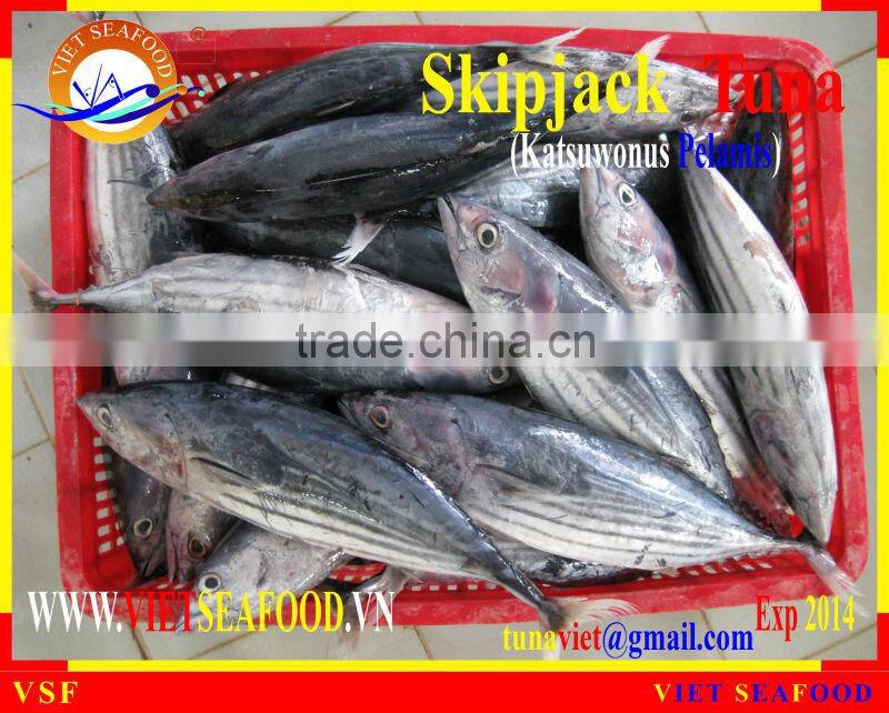 W/R FROZEN SKIPJACK TUNA