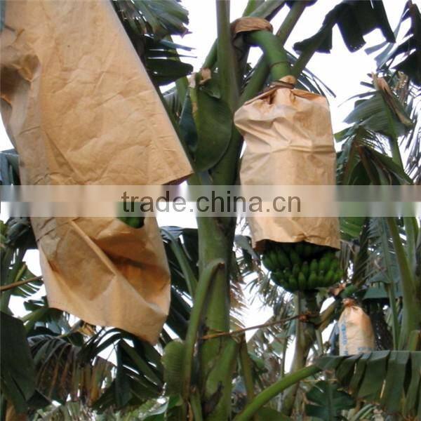 Banana protection bags/growing bags for fruit