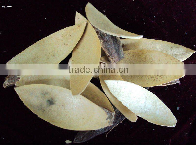 Lilly petals