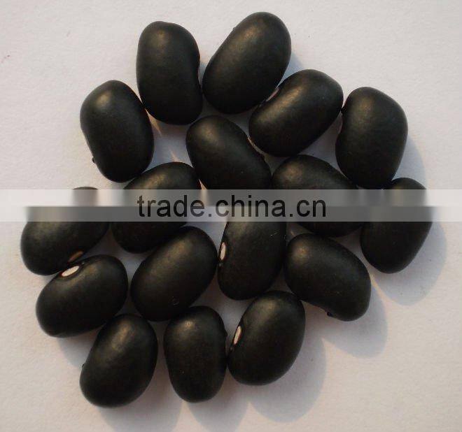 Small Black Kidney Bean