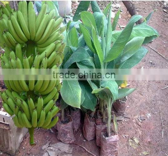 banana trees seedling nursery
