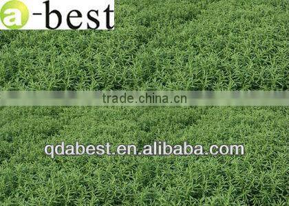 High quality stevioside 85% of China