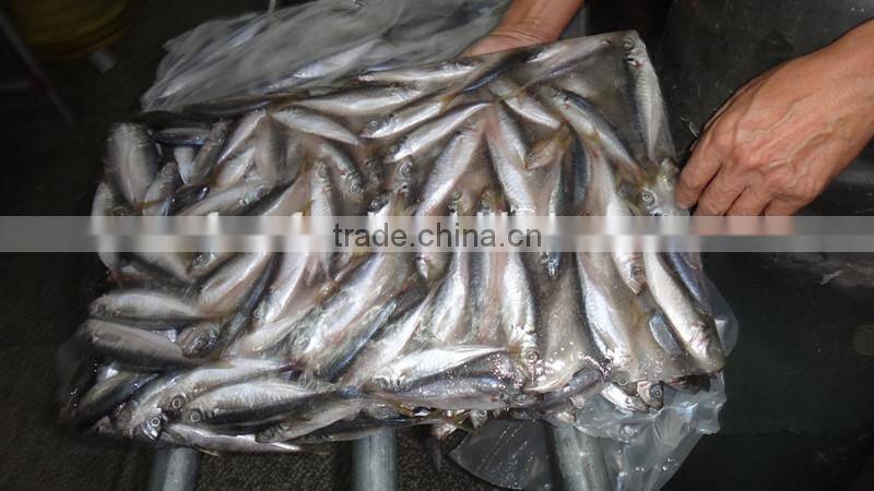 wholesale sea frozen food mackeral horse