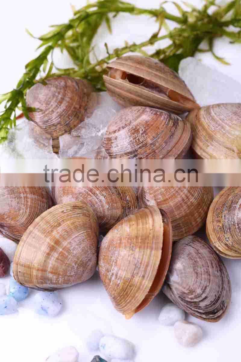 Frozen Cooked short necked clam meat produced in China