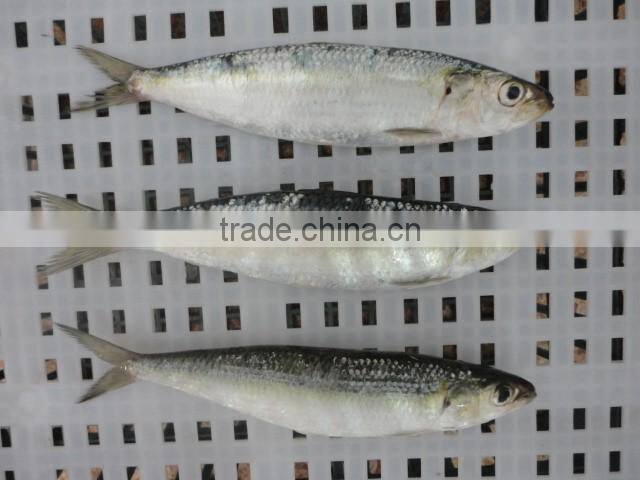 frozen sardine(sardinella longiceps)