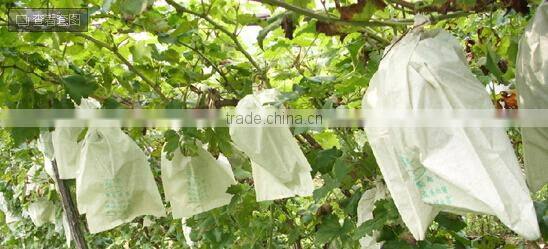 High Quality Pear Growing Paper Bag For Agriculture