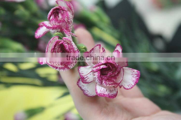 Diversified in packaging best selling high quality carnation