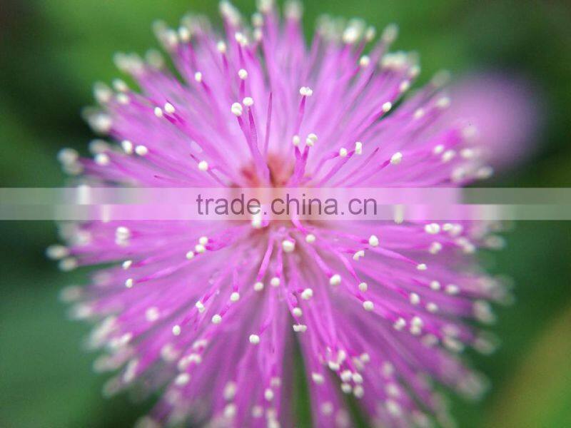 For iPhone 6 Selfie Lens new products 2016 innovative gadgets camera phone accessories