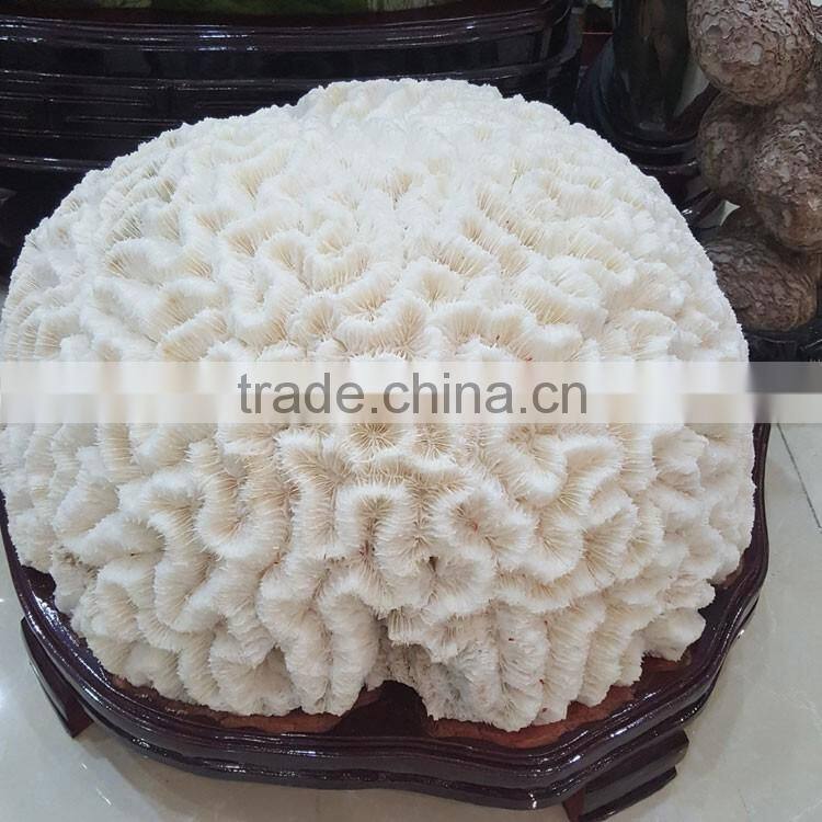 Snowy White Corals Trees Big Coral Insect Fossils Mushroom Corals