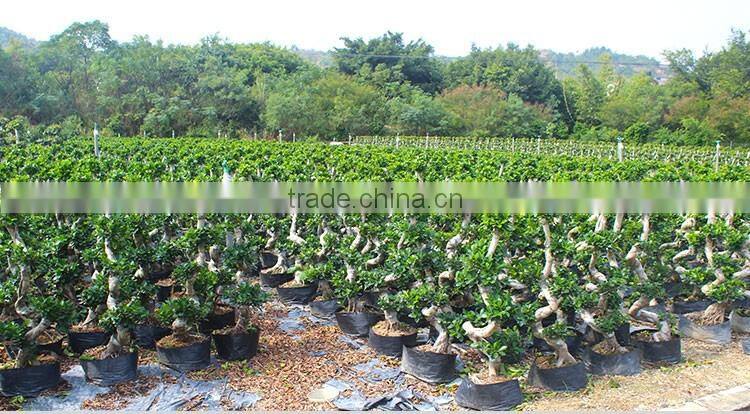 s shape ficus mini bonsai for restaurant decoration