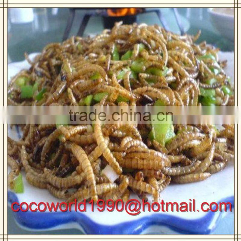 chicken food dried meal worms bulk or bird food