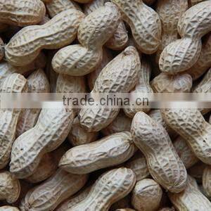 Raw Peanuts Inshell New Crop