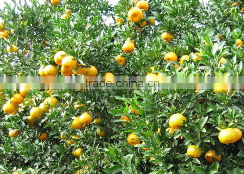 citrus fruit bulk oranges safety net