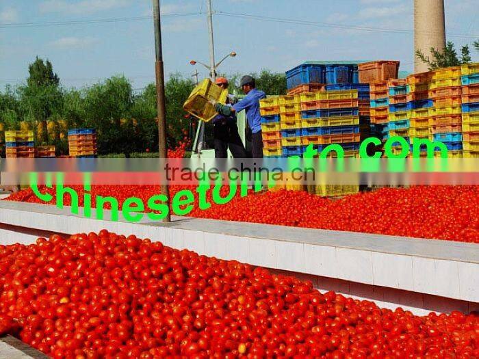 70g Sachet Tomato Paste